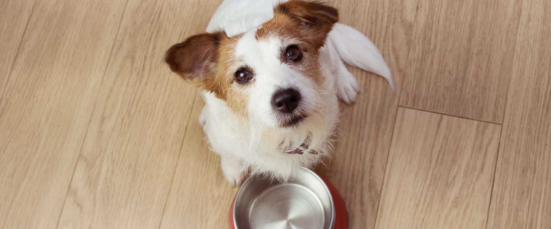 Can Dogs Eat Cranberries TrustedHousesitters